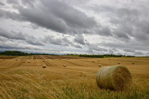 Regnerische Sp&auml;tsommerlandschaft am B&uuml;rvenicher Berg (Eifel)