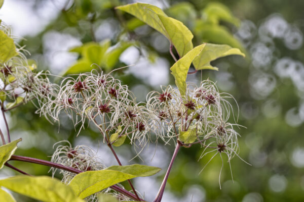 Gew&ouml;hnliche Waldrebe