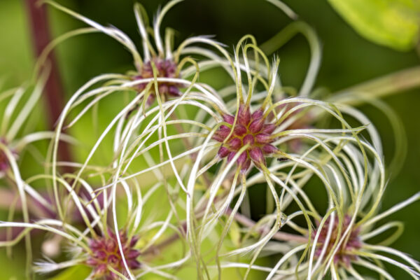 Gew&ouml;hnliche Waldrebe