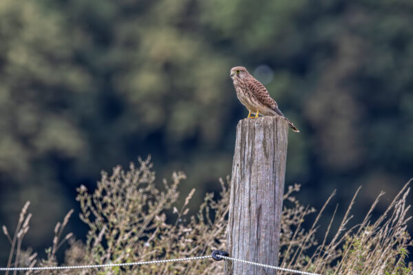 Turmfalke - weiblich