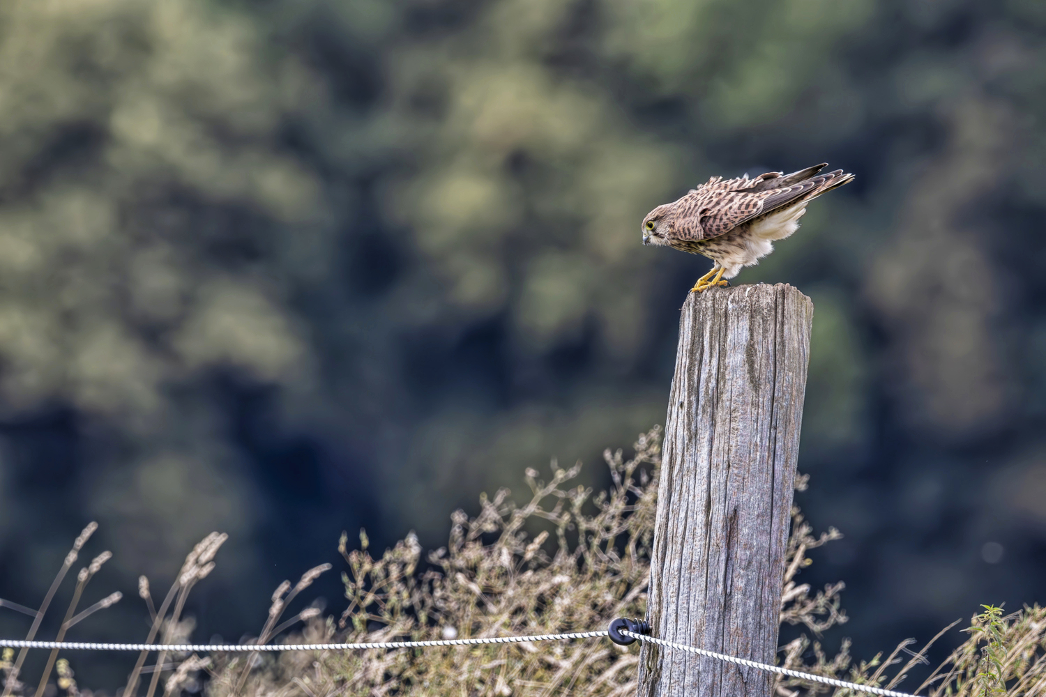 Fast vom Winde verweht (Turmfalke - weiblich)