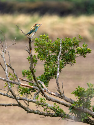 Bienenfresser in der Eifel