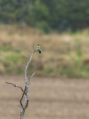 Bienenfresser in der Eifel