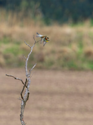 Bienenfresser in der Eifel