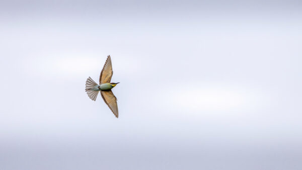 Bienenfresser in der Eifel