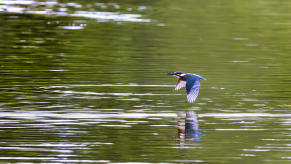 Eisvogel - m&auml;nnlich