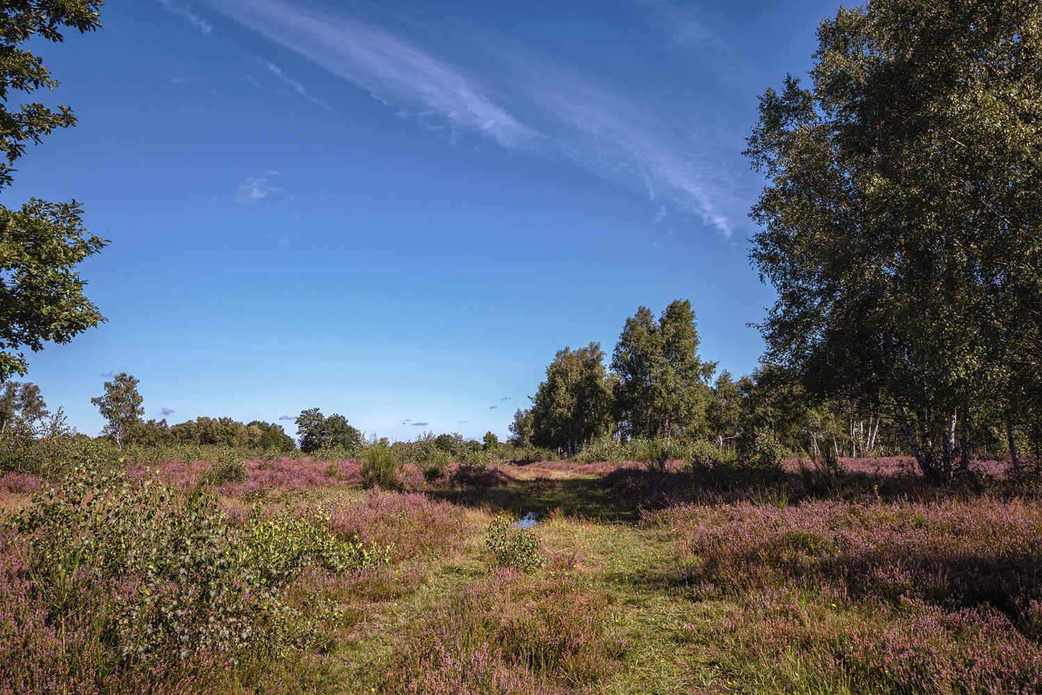 Heideblütezeit (Drover Heide - Winterrunde)