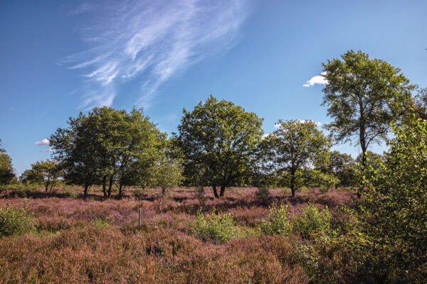 Heidebl&uuml;tezeit (Drover Heide - Winterrunde)