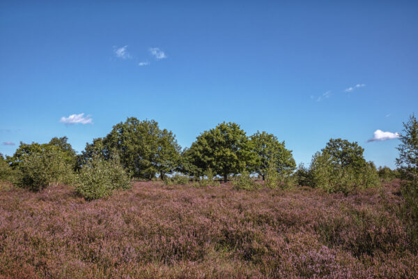 Heidebl&uuml;tezeit (Drover Heide - Winterrunde)