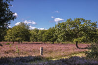 Heideblütezeit (Drover Heide - Winterrunde)