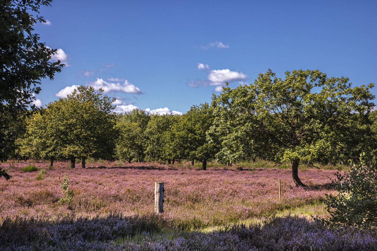 Heideblütezeit (Drover Heide - Winterrunde)