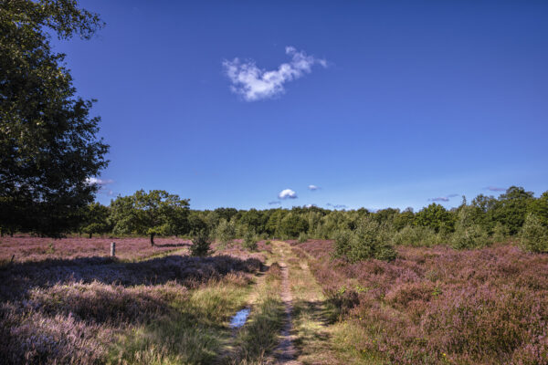 Heidebl&uuml;tezeit (Drover Heide - Winterrunde)
