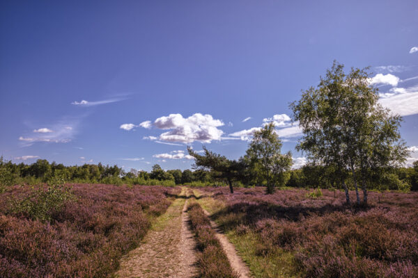 Heidebl&uuml;tezeit (Drover Heide - Winterrunde)