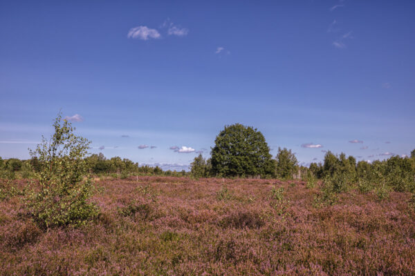 Heidebl&uuml;tezeit (Drover Heide - Winterrunde)