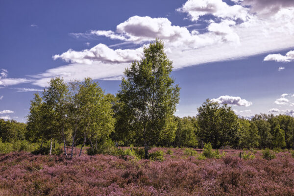 Heidebl&uuml;tezeit (Drover Heide - Winterrunde)