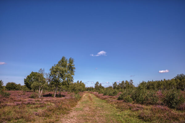 Heidebl&uuml;tezeit (Drover Heide - Winterrunde)