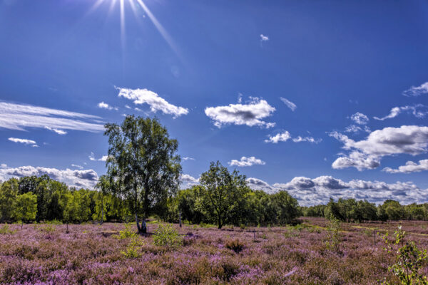Heidebl&uuml;tezeit (Drover Heide - Winterrunde)