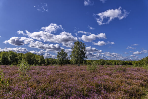 Heidebl&uuml;tezeit (Drover Heide - Winterrunde)