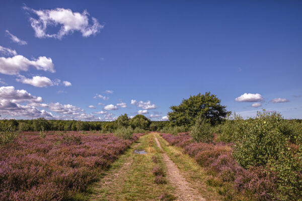 Heidebl&uuml;tezeit (Drover Heide - Winterrunde)
