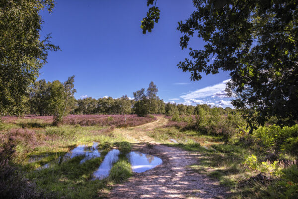 Heidebl&uuml;tezeit (Drover Heide - Winterrunde)