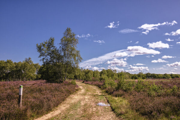Heidebl&uuml;tezeit (Drover Heide - Winterrunde)