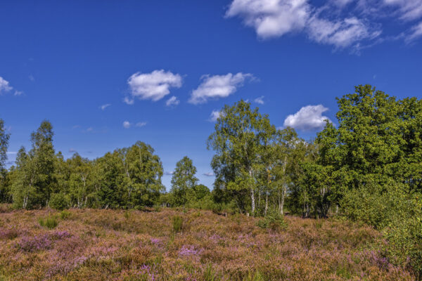 Heidebl&uuml;tezeit (Drover Heide - Winterrunde)