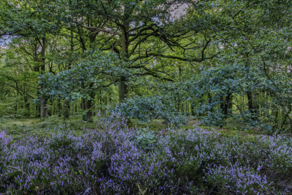 Drover Heide - Winterrunde