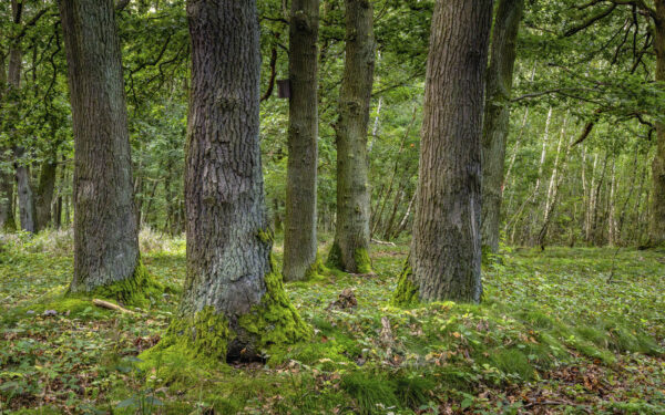 Drover Heide - Winterrunde