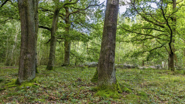 Drover Heide - Winterrunde