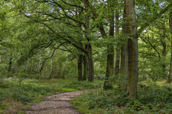 Drover Heide - Winterrunde