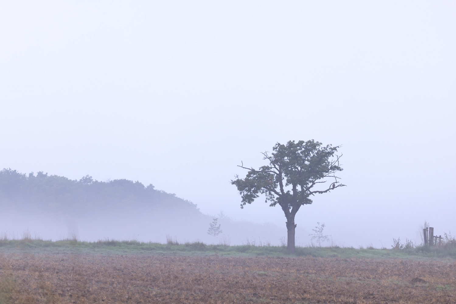 Morgennebel im Vorgebirge