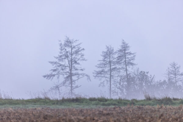 Morgennebel im Vorgebirge