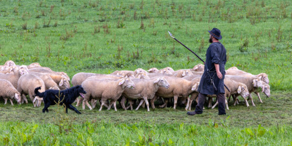 Landesleistungsh&uuml;ten des Schafzuchtverband Rheinland-Pfalz und der Arbeitsgemeinschaft zur Zucht Altdeutscher H&uuml;tehunde Rheinland-Pfalz am 03.09.2023 in Ulmen-Horperath (Arbeit mit einem S&uuml;ddeutschen Schwarzen)