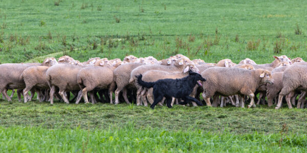Landesleistungsh&uuml;ten des Schafzuchtverband Rheinland-Pfalz und der Arbeitsgemeinschaft zur Zucht Altdeutscher H&uuml;tehunde Rheinland-Pfalz am 03.09.2023 in Ulmen-Horperath (Arbeit mit einem S&uuml;ddeutschen Schwarzen)