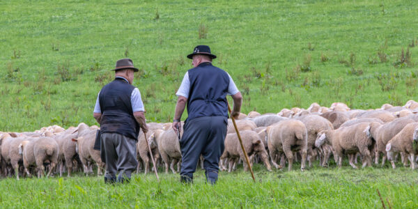 Landesleistungsh&uuml;ten des Schafzuchtverband Rheinland-Pfalz und der Arbeitsgemeinschaft zur Zucht Altdeutscher H&uuml;tehunde Rheinland-Pfalz am 03.09.2023 in Ulmen-Horperath (Leistungsrichter)