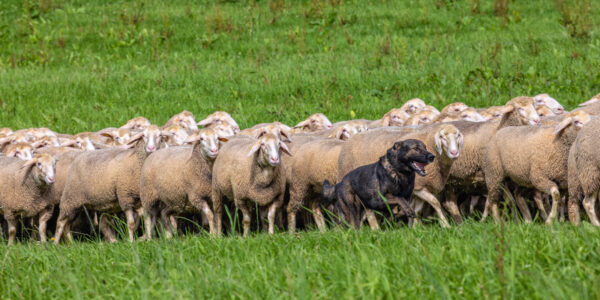 Landesleistungsh&uuml;ten des Schafzuchtverband Rheinland-Pfalz und der Arbeitsgemeinschaft zur Zucht Altdeutscher H&uuml;tehunde Rheinland-Pfalz am 03.09.2023 in Ulmen-Horperath (Starter au&szlig;er Konkurrenz ein Deutscher Sch&auml;ferhund)