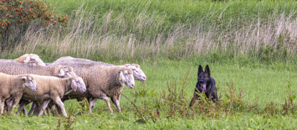 Landesleistungsh&uuml;ten des Schafzuchtverband Rheinland-Pfalz und der Arbeitsgemeinschaft zur Zucht Altdeutscher H&uuml;tehunde Rheinland-Pfalz am 03.09.2023 in Ulmen-Horperath (Starter au&szlig;er Konkurrenz ein Deutscher Sch&auml;ferhund)