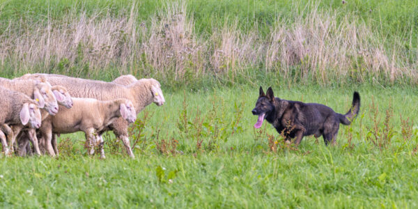 Landesleistungsh&uuml;ten des Schafzuchtverband Rheinland-Pfalz und der Arbeitsgemeinschaft zur Zucht Altdeutscher H&uuml;tehunde Rheinland-Pfalz am 03.09.2023 in Ulmen-Horperath (Starter au&szlig;er Konkurrenz ein Deutscher Sch&auml;ferhund)