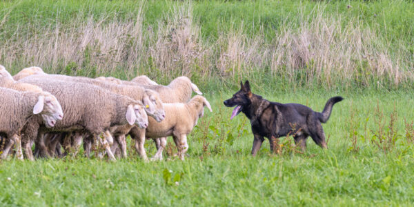 Landesleistungsh&uuml;ten des Schafzuchtverband Rheinland-Pfalz und der Arbeitsgemeinschaft zur Zucht Altdeutscher H&uuml;tehunde Rheinland-Pfalz am 03.09.2023 in Ulmen-Horperath (Starter au&szlig;er Konkurrenz ein Deutscher Sch&auml;ferhund)