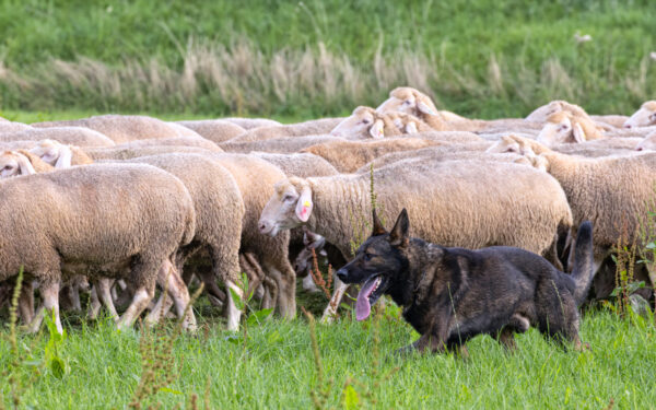 Landesleistungsh&uuml;ten des Schafzuchtverband Rheinland-Pfalz und der Arbeitsgemeinschaft zur Zucht Altdeutscher H&uuml;tehunde Rheinland-Pfalz am 03.09.2023 in Ulmen-Horperath (Starter au&szlig;er Konkurrenz ein Deutscher Sch&auml;ferhund)