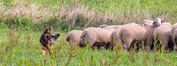 Landesleistungsh&uuml;ten des Schafzuchtverband Rheinland-Pfalz und der Arbeitsgemeinschaft zur Zucht Altdeutscher H&uuml;tehunde Rheinland-Pfalz am 03.09.2023 in Ulmen-Horperath (Starter au&szlig;er Konkurrenz ein Deutscher Sch&auml;ferhund-Mix)