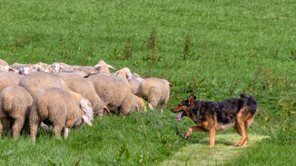Landesleistungsh&uuml;ten des Schafzuchtverband Rheinland-Pfalz und der Arbeitsgemeinschaft zur Zucht Altdeutscher H&uuml;tehunde Rheinland-Pfalz am 03.09.2023 in Ulmen-Horperath (Starter au&szlig;er Konkurrenz ein Deutscher Sch&auml;ferhund-Mix)
