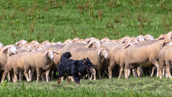 Landesleistungsh&uuml;ten des Schafzuchtverband Rheinland-Pfalz und der Arbeitsgemeinschaft zur Zucht Altdeutscher H&uuml;tehunde Rheinland-Pfalz am 03.09.2023 in Ulmen-Horperath (Arbeit einer Mitteldeutschen Gelbbacke)