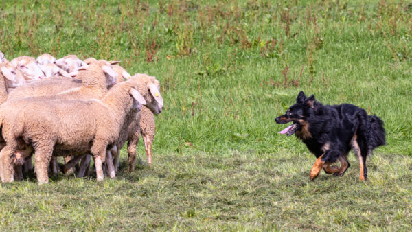Landesleistungsh&uuml;ten des Schafzuchtverband Rheinland-Pfalz und der Arbeitsgemeinschaft zur Zucht Altdeutscher H&uuml;tehunde Rheinland-Pfalz am 03.09.2023 in Ulmen-Horperath (Arbeit einer Mitteldeutschen Gelbbacke)