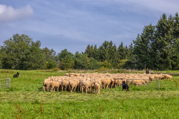 Landesleistungsh&uuml;ten des Schafzuchtverband Rheinland-Pfalz und der Arbeitsgemeinschaft zur Zucht Altdeutscher H&uuml;tehunde Rheinland-Pfalz am 03.09.2023 in Ulmen-Horperath (Arbeit von Mitteldeutschen Gelbbacken)