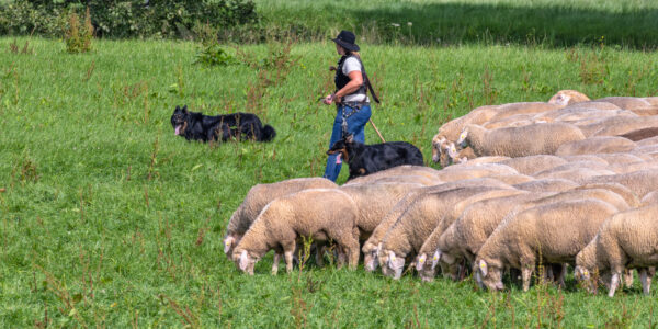 Landesleistungsh&uuml;ten des Schafzuchtverband Rheinland-Pfalz und der Arbeitsgemeinschaft zur Zucht Altdeutscher H&uuml;tehunde Rheinland-Pfalz am 03.09.2023 in Ulmen-Horperath (Arbeit von Mitteldeutschen Gelbbacken)