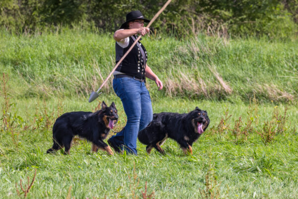 Landesleistungsh&uuml;ten des Schafzuchtverband Rheinland-Pfalz und der Arbeitsgemeinschaft zur Zucht Altdeutscher H&uuml;tehunde Rheinland-Pfalz am 03.09.2023 in Ulmen-Horperath (Arbeit mit Mitteldeutschen Gelbbacken)