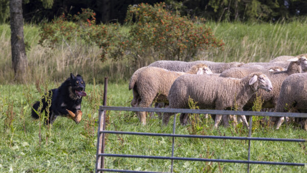Landesleistungsh&uuml;ten des Schafzuchtverband Rheinland-Pfalz und der Arbeitsgemeinschaft zur Zucht Altdeutscher H&uuml;tehunde Rheinland-Pfalz am 03.09.2023 in Ulmen-Horperath (Arbeit mit Mitteldeutschen Gelbbacken)