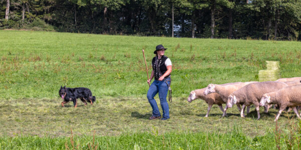 Landesleistungsh&uuml;ten des Schafzuchtverband Rheinland-Pfalz und der Arbeitsgemeinschaft zur Zucht Altdeutscher H&uuml;tehunde Rheinland-Pfalz am 03.09.2023 in Ulmen-Horperath (Arbeit mit Mitteldeutschen Gelbbacken)