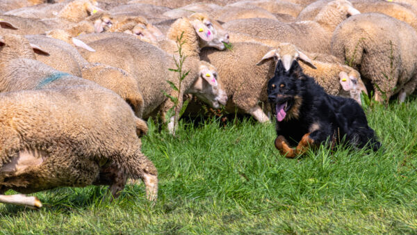 Landesleistungsh&uuml;ten des Schafzuchtverband Rheinland-Pfalz und der Arbeitsgemeinschaft zur Zucht Altdeutscher H&uuml;tehunde Rheinland-Pfalz am 03.09.2023 in Ulmen-Horperath (Arbeit mit Mitteldeutschen Gelbbacken)